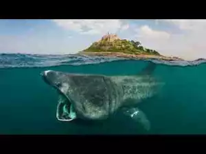 Video: TOP 10 LARGEST SHARKS || Whale Shark, Basking Shark, Great White Shark, Hammerhead...